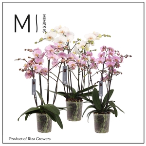 Phalaenopsis Marvellous Mix 50+ - 17cm | Mimesis
