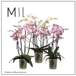 Phalaenopsis Marvellous Mix 50+ - 17cm | Mimesis