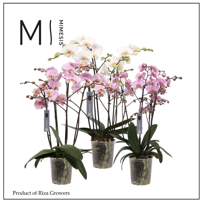 <h4>Phalaenopsis Marvellous Mix 50+ - 17cm | Mimesis</h4>