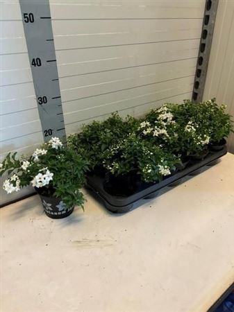 <h4>Solanum Jasminoides</h4>