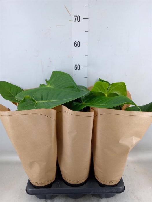 <h4>Anthurium   ...</h4>