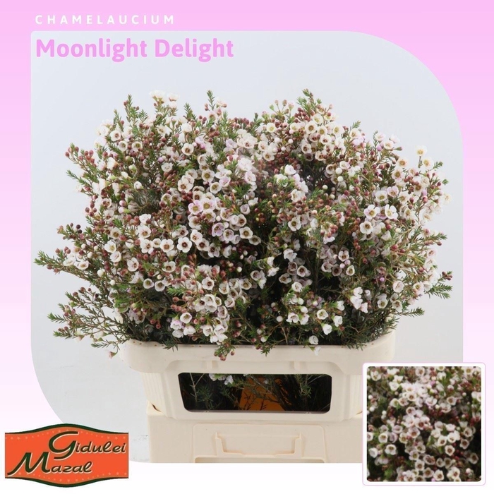 <h4>CHAMELAUCIUM  'MOONLIGHT DELIGHT'</h4>