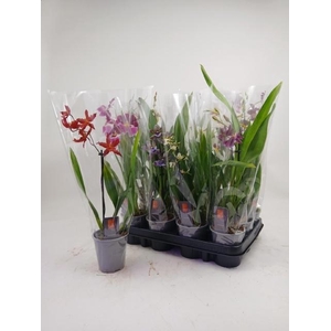 ORCHIDEEEN GEM