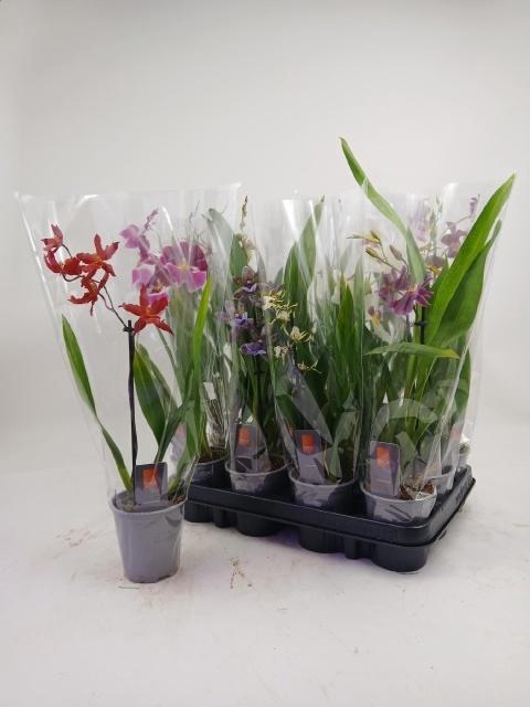 <h4>ORCHIDEEEN GEM</h4>