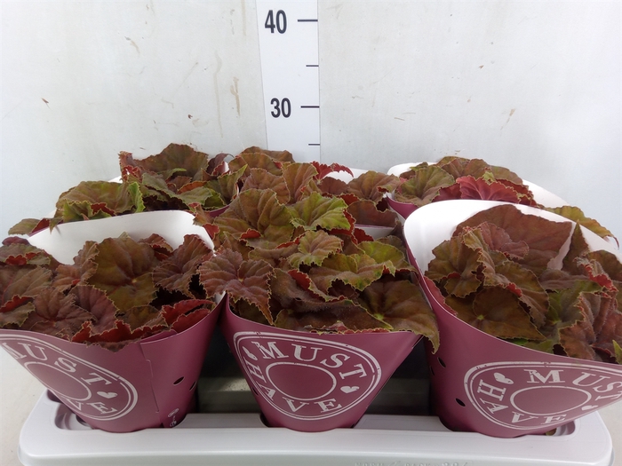 <h4>Begonia BD 'Beleaf Amber Love'</h4>
