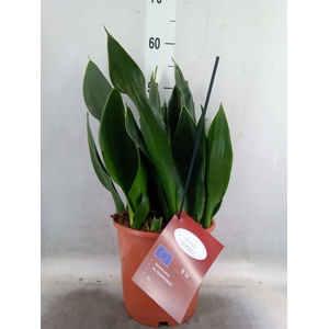 Sansevieria trifa.   ...