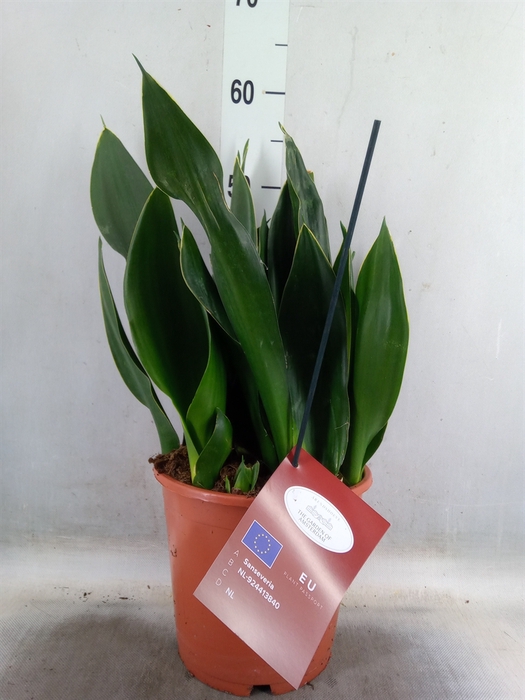 <h4>Sansevieria trifa.   ...</h4>