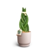 SANSEVIERIA CYLINDRICA P10 NORDIC L BRAID