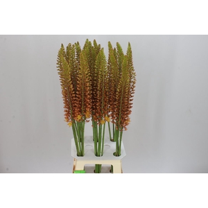 Eremurus Golden Cleopatra