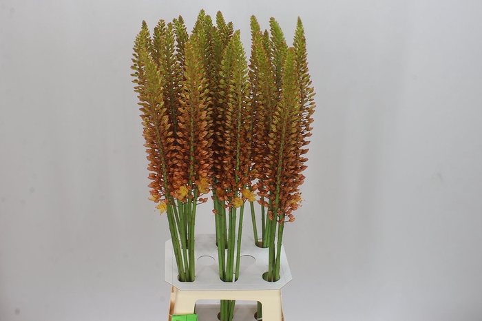 <h4>Eremurus Golden Cleopatra</h4>