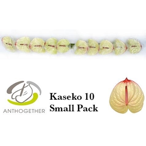 Anthurium Kaseko