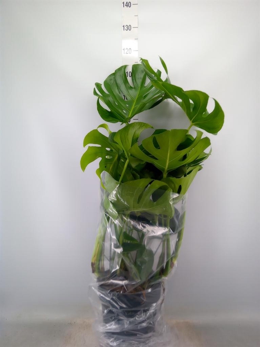 <h4>Monstera delic.</h4>