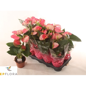 ANTHU AN ARISA PINK