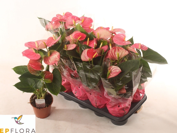 <h4>ANTHU AN ARISA PINK</h4>