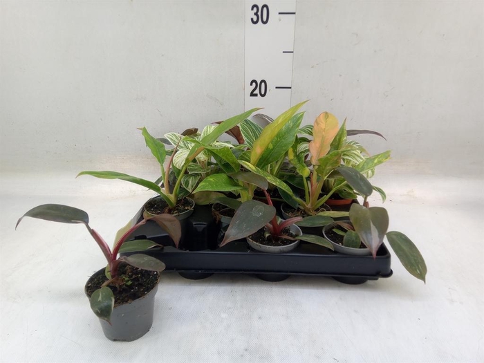 <h4>Philodendron   ...</h4>