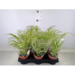 Chlorophytum com. 'Variegatum'