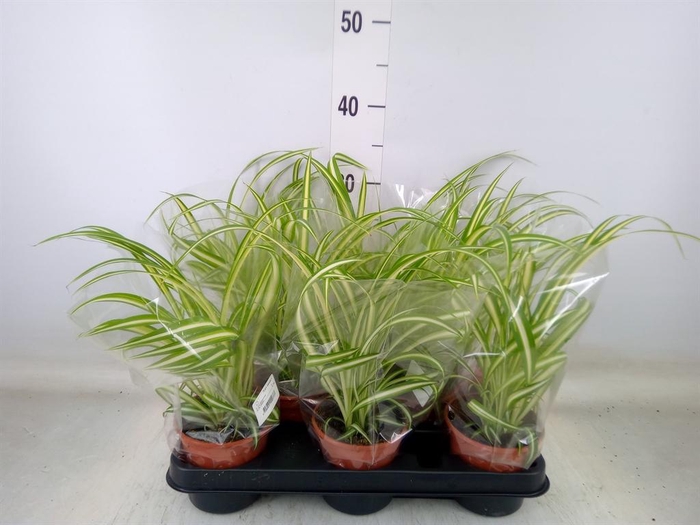 <h4>Chlorophytum com. 'Variegatum'</h4>