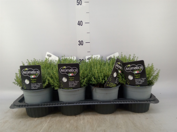 <h4>Thymus vulgaris 'Compactus'</h4>