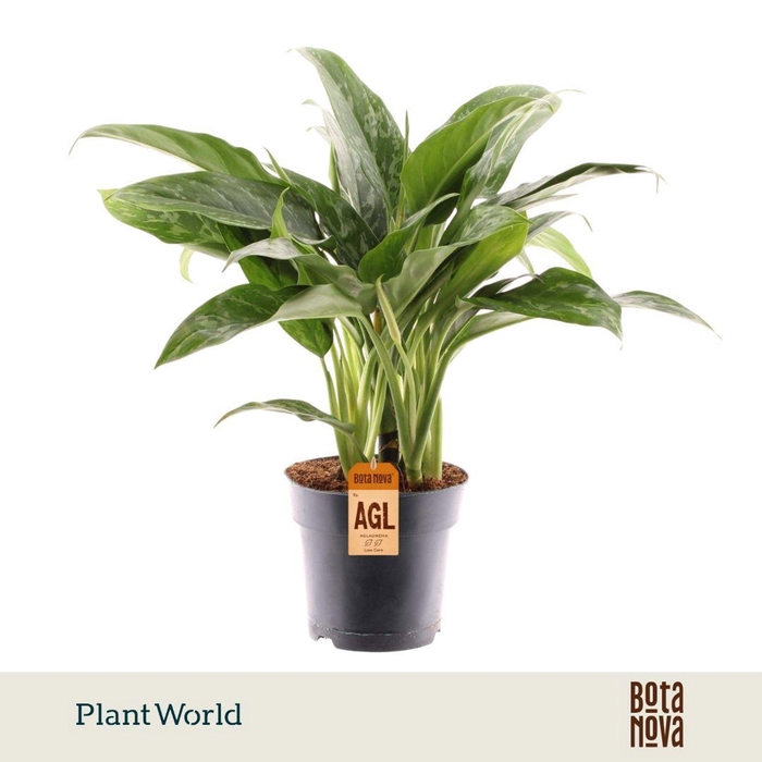 <h4>Aglaonema Green Lady</h4>