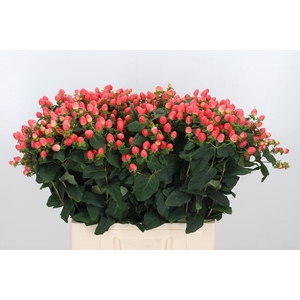 Hyp Mag Roy Princess