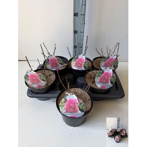 HYDR PA SUNDAE FRAIS