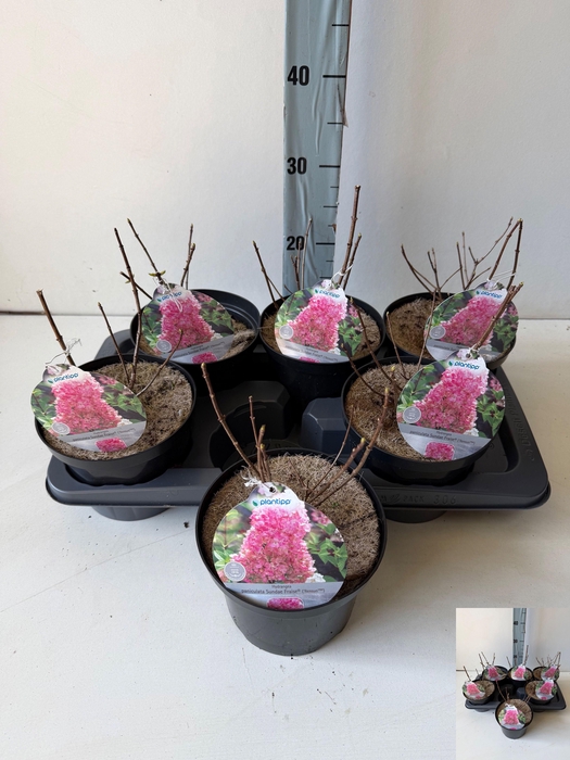 <h4>HYDR PA SUNDAE FRAIS</h4>