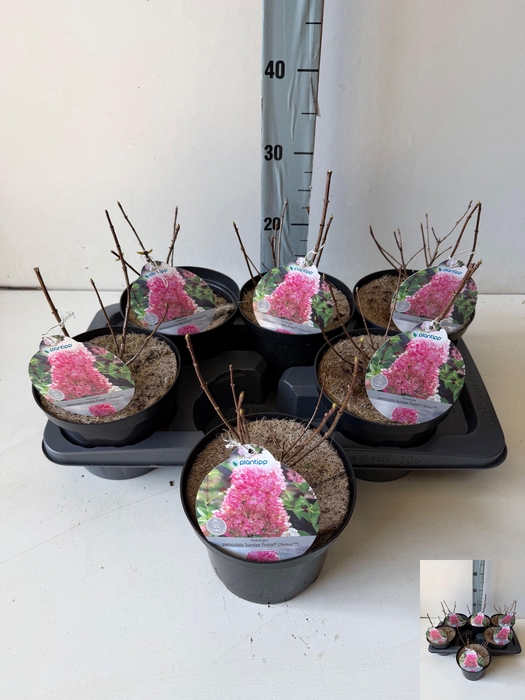 <h4>HYDR PA SUNDAE FRAIS</h4>