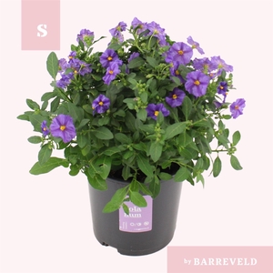 Lycianthes ran. 'Blue Fountain'