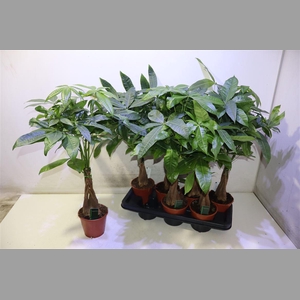 Pachira Aquatica