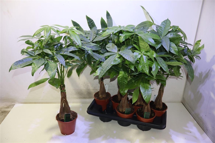 <h4>Pachira Aquatica</h4>