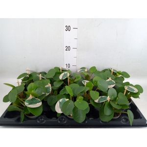 Pilea peperomioides