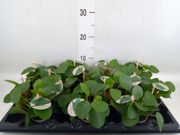 <h4>Pilea peperomioides</h4>