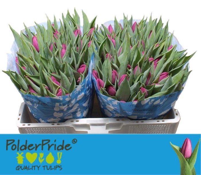 <h4>TU EN PURPLE PRINCE</h4>