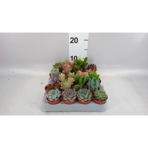 Succulents   ...