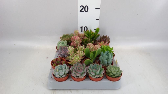 <h4>Succulents   ...</h4>