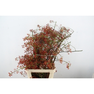 ROSA OV