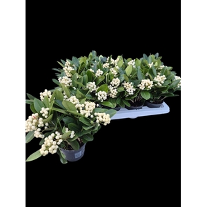 Skimmia jap. 'OBerries White'