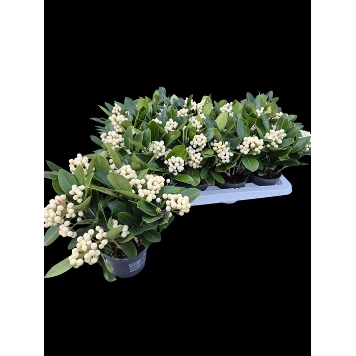 <h4>Skimmia jap. 'OBerries White'</h4>