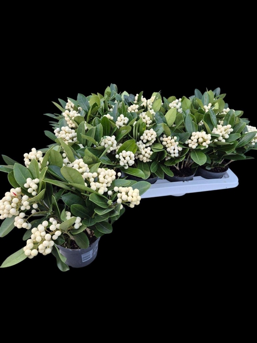 Skimmia jap. 'OBerries White'