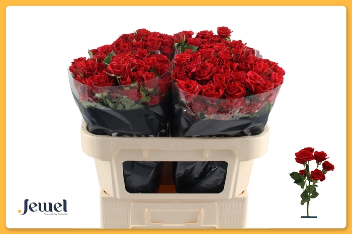 <h4>R TR MIRABEL</h4>