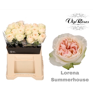 R GR LORENA SUMMERH