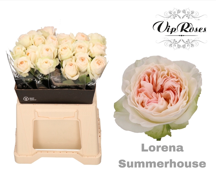<h4>R GR LORENA SUMMERH</h4>