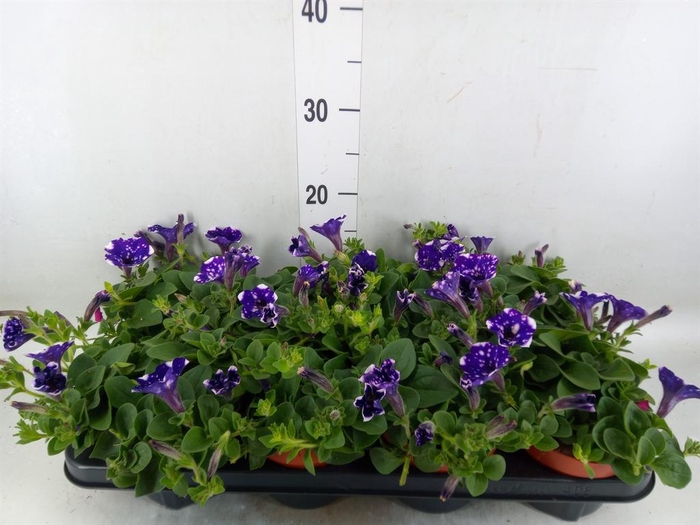 <h4>Petunia  'Nightsky'</h4>