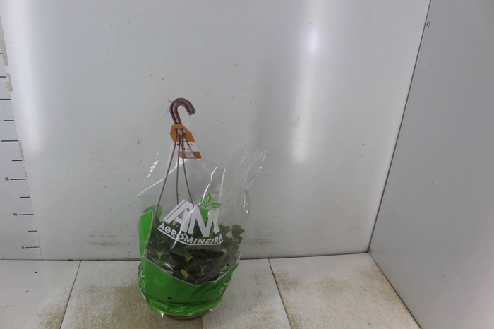 <h4>COLUMNEA PEIXINHO C21</h4>