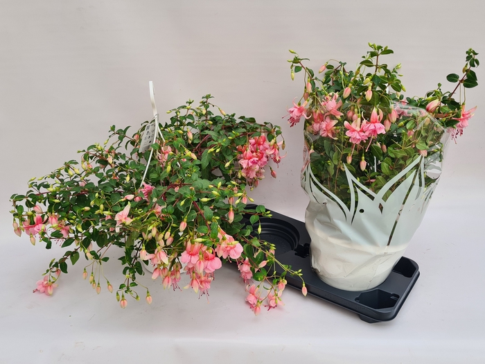<h4>FUCHSIA OV</h4>