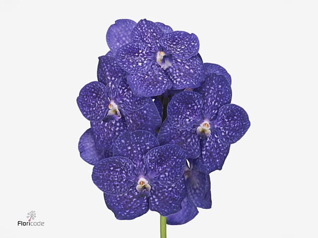 Vanda Tweed Blue