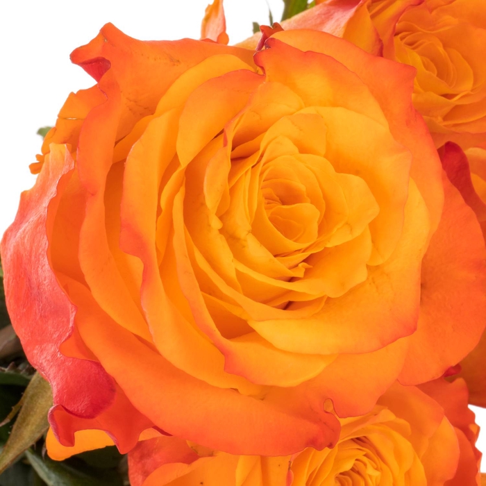 <h4>Rosa Diya's Fire</h4>