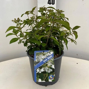 Viburnum plicatum Watanabe