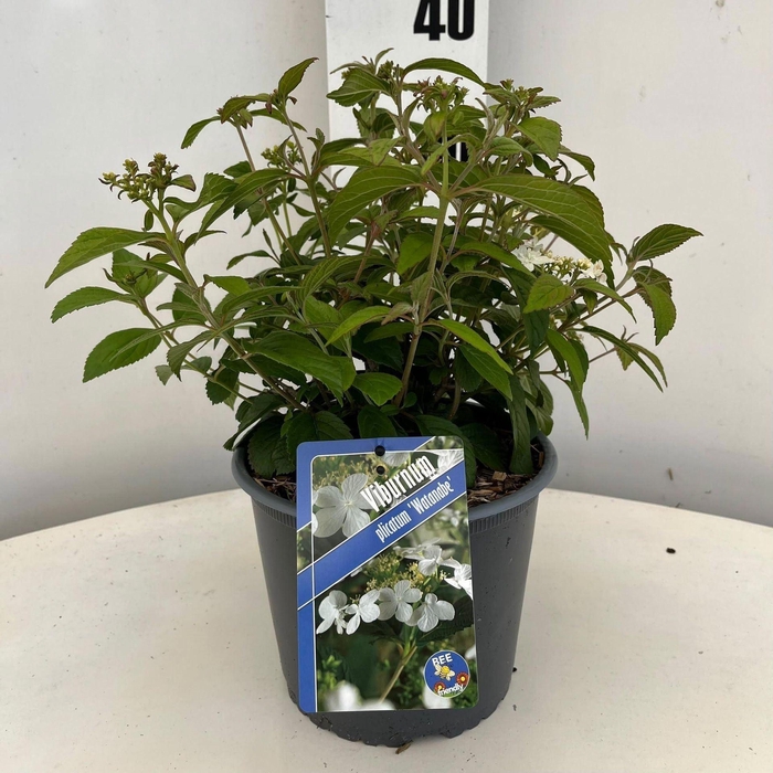 <h4>Viburnum plicatum Watanabe</h4>