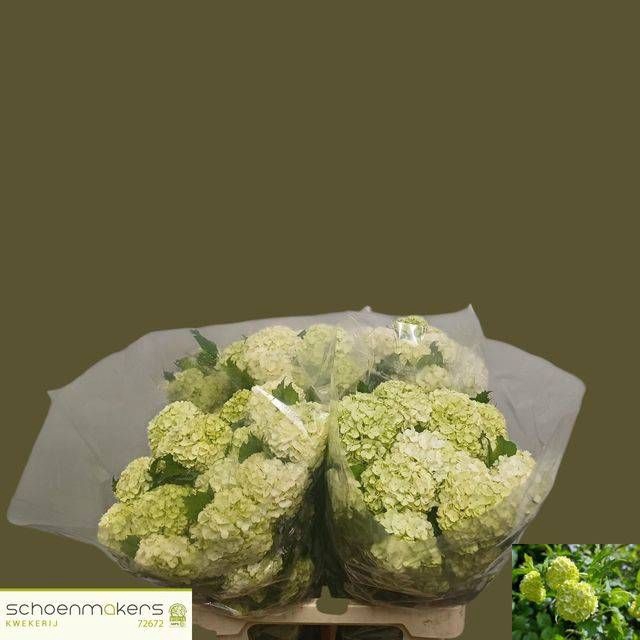 <h4>VIBURNUM ROSEUM ST</h4>
